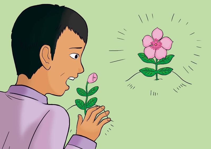 こっそり植え替えられた苗木